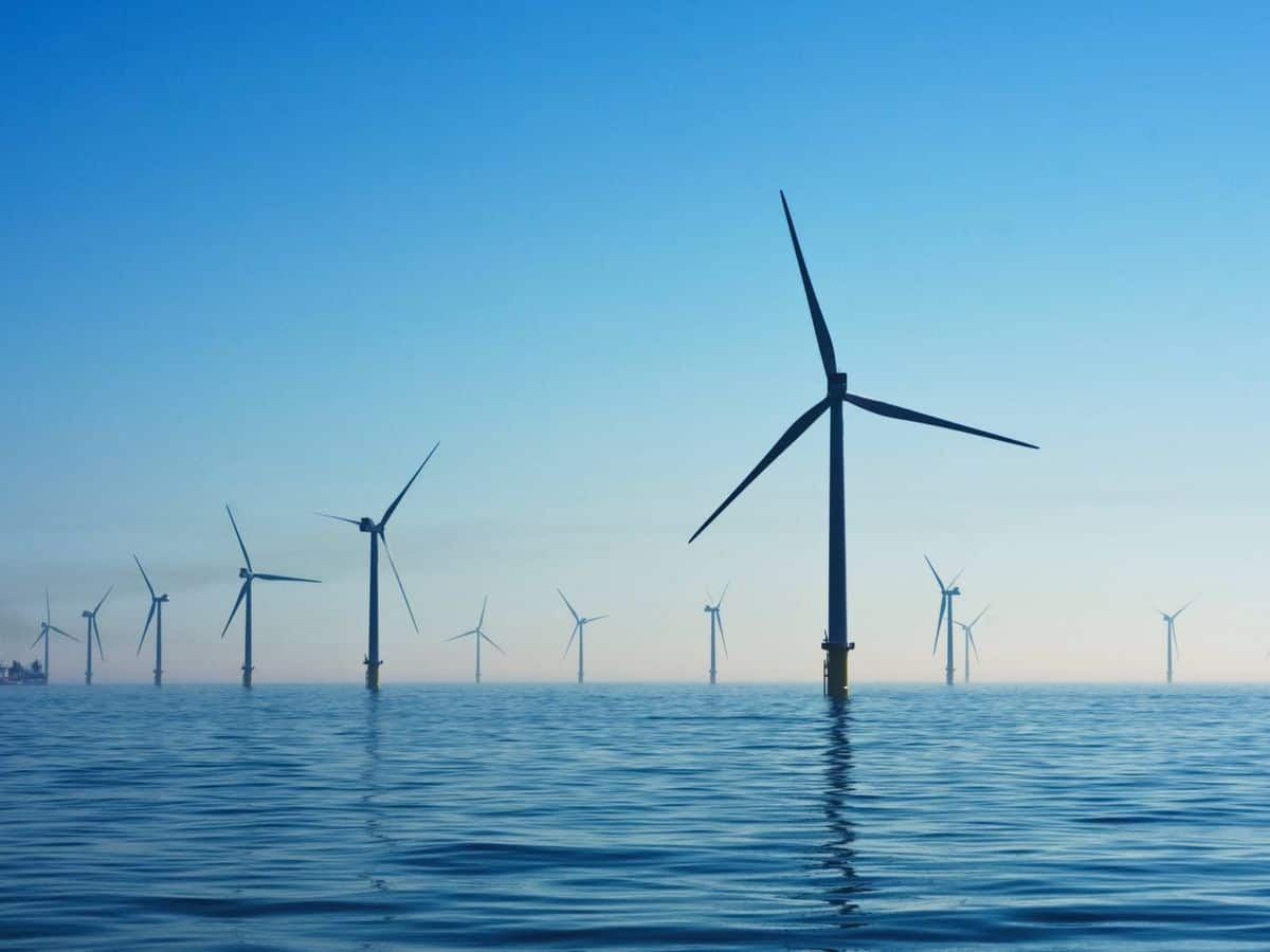 Informe de auditores de la UE advierten riesgos ecológicos de la eólica marina
