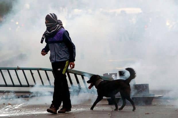 Los mártires del sur: casos quemados y el quiltro